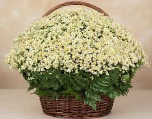 Цветочная композиция из Ромашки в корзине #REPLACE_PRED# Марксе