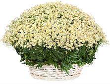 Цветочная композиция из Ромашки в корзине #REPLACE_PRED# Марксе